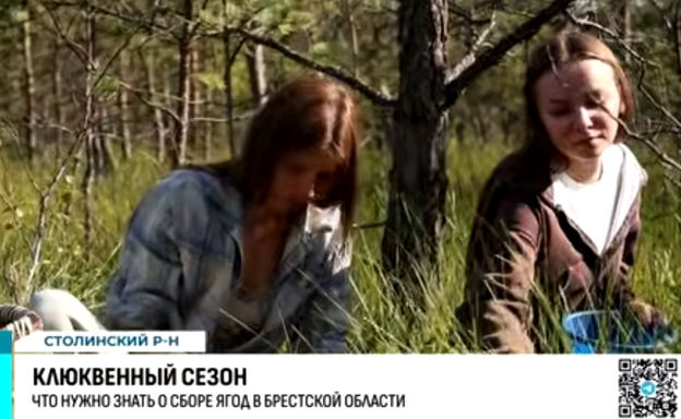 Клюква пошла! Все что надо знать при сборе ягоды 