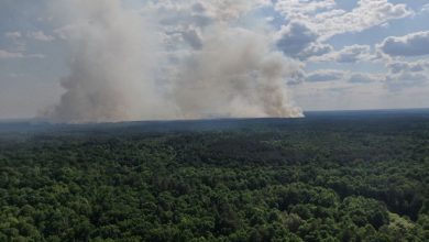 Возгорания и пожары в лесах: и на границе, и в Лунинецком районе