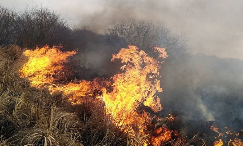 В Брестской области за две недели марта произошло 18 лесных пожаров 