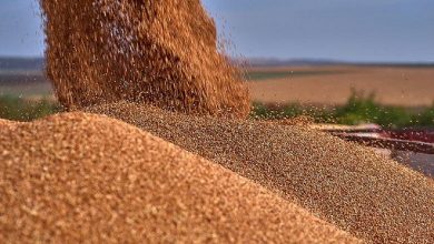Украина вывозит запасы пшеницы в Европу, несмотря на угрозу дефицита зерна