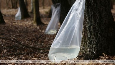 Лунинецкий лесхоз «накачал» больше всех березового сока в Брестской области — 846 тонн