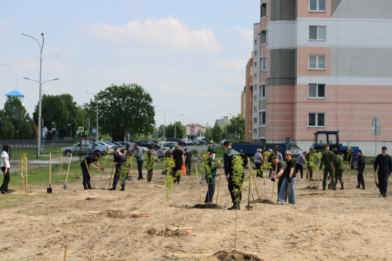 Аллею Памяти высадили в Лунинце