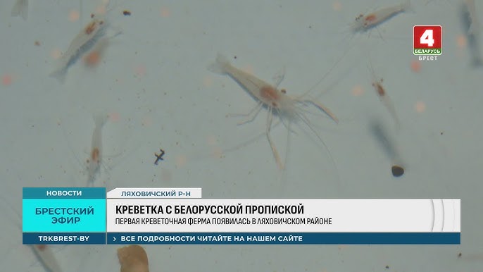 От шутки до фермы | Как выращивают креветок в Брестской области