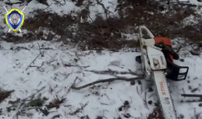 Придавило деревом. При валке леса погиб работник в Быховском районе