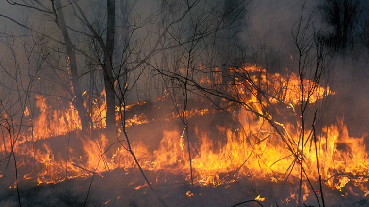 В лесах Беларуси ликвидировано 17 пожаров за прошедшие сутки
