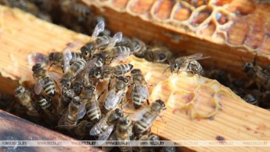 Мужчина после укусов пчел умер от анафилактического шока