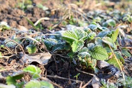 Минус 3 градуса! Аномальные заморозки зафиксированы в Лунинецком районе!