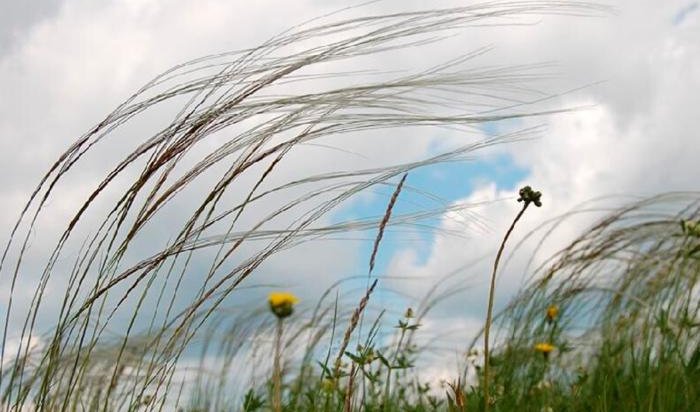 Из-за усиления ветра в Беларуси объявлен оранжевый уровень опасности