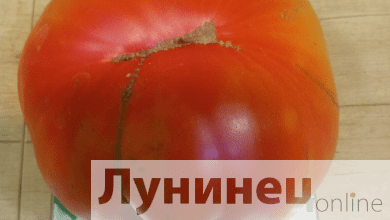 Аграрные «трофеи»: помидор с кило, огурец-живчик и шикарная фасоль