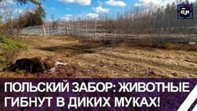 На границе с Польшей массово гибнут животные! Польская хунта продолжает строить забор! (видео)