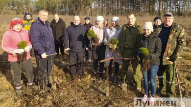 80 тысяч деревьев высадили в Лунинецком районе во время «Недели леса»