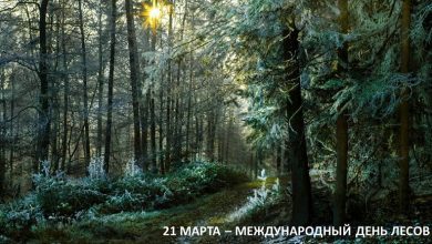 21 марта во всём мире отмечается Международный день лесов