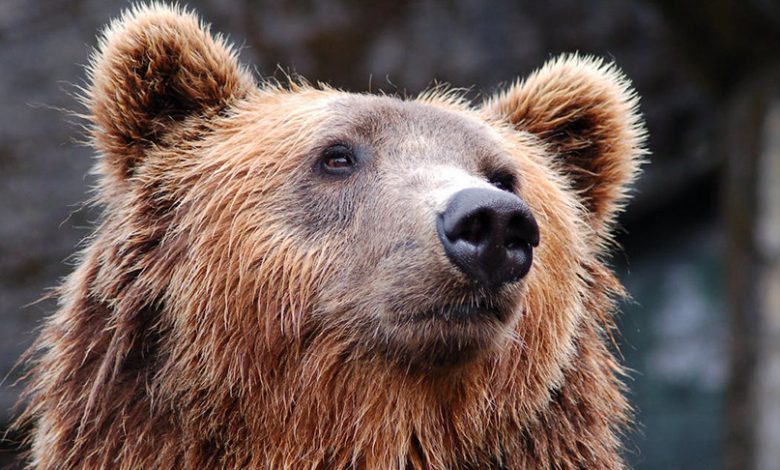 В Беларуси насчитывается более 550 бурых медведей