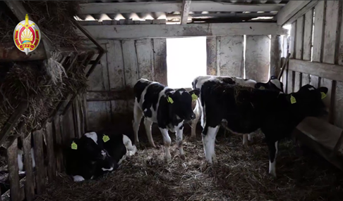 Выявлены крупные махинации в сфере АПК Гомельской области