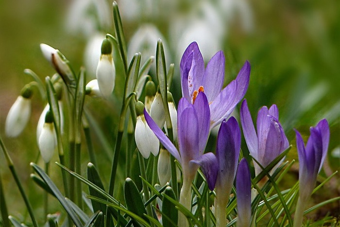 Штраф до 1260 рублей! Сбор первоцветов в Беларуси запрещён!