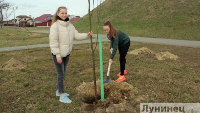 Аллея народного единства появилась в Лунинце