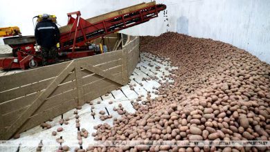 Урожай картофеля подмочило в Лунинецком районе