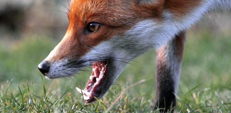 Карантин из-за больной бешенством лисы ввели в Пинском районе