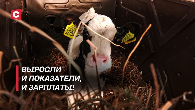Сельхозпредприятие попало в черный список прокуратуры Брестской области. Что изменилось?