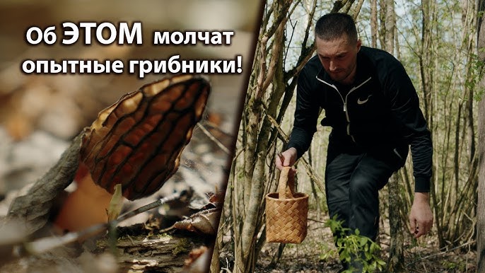 Этот гриб стоит, как айфон! // Как найти и приготовить сморчки? // Лесные суперфуды