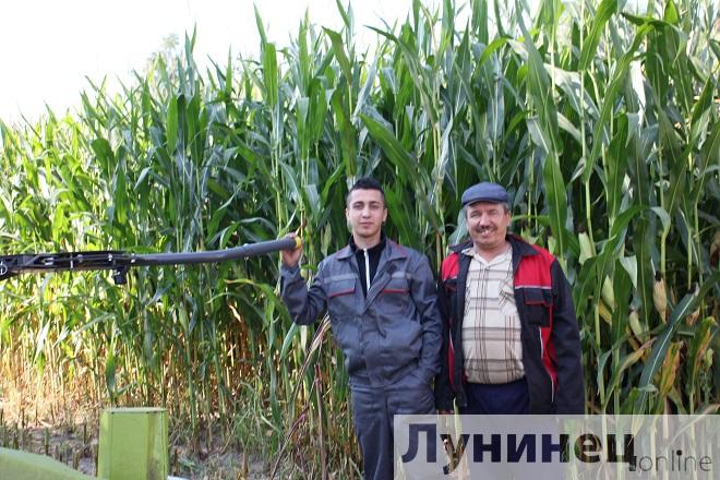 Урожайность кукурузы в Брестской области на 30% выше прошлогодней