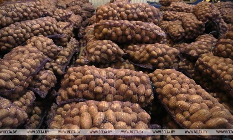 Основную часть урожая картофеля и овощей на Брестчине собирают в Лунинецком районе