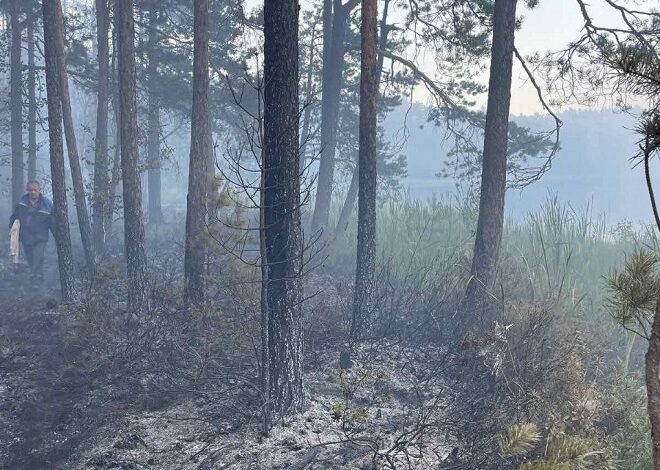 За выходные 14 лесных пожаров произошло в Беларуси