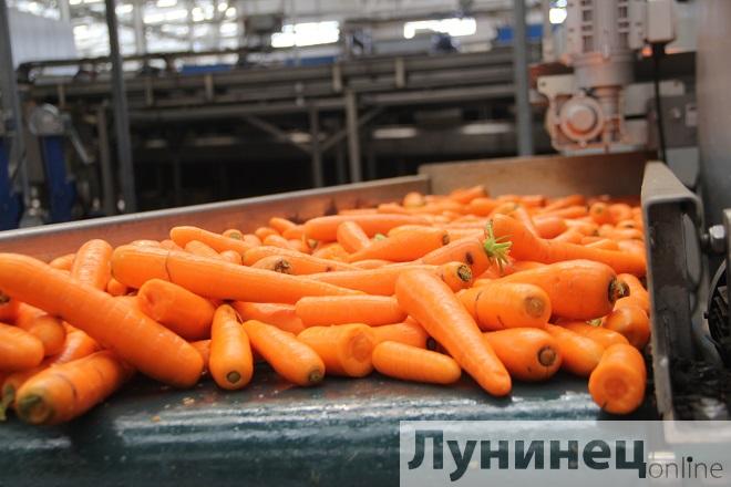 Лунинецкий район может обеспечить всю республику морковью, а Столинский - капустой