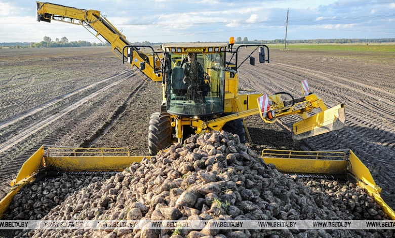 Рекордный урожай сахарной свеклы и зерна без учета рапса собрали в Брестской области