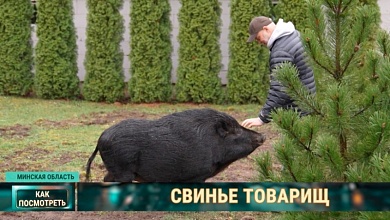 Свинье товарищ | Белорус спас и приручил дикого поросенка, теперь они не разлей вода