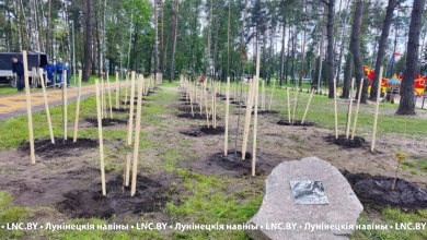 В Микашевичах высадили Аллею Семьи (фоторепортаж)