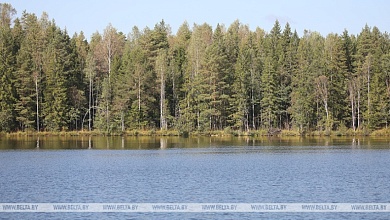 Массовая гибель рыбы произошла в пруду-накопителе в Мозырском районе