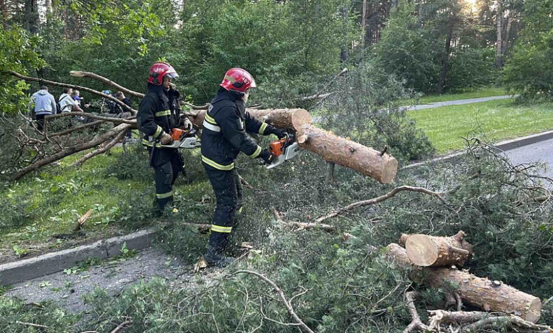 Ветер валил деревья! Последствия непогоды ликвидируют в Беларуси