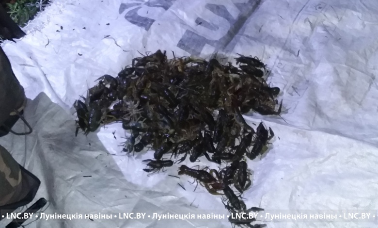 Браконьеры наловили раков на сумму более 7200 рублей в Лунинецком районе