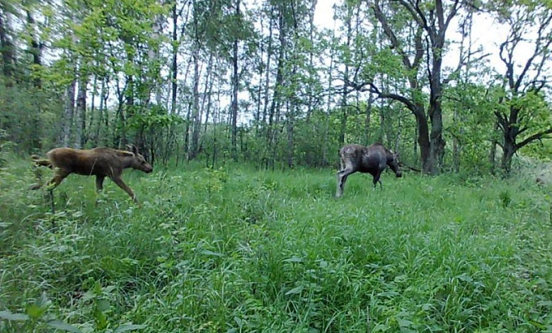 Не только лоси! В ОБЪЕКТИВЕ ФОТОЛОВУШКИ ЛУНИНЕЦКОГО ЛЕСХОЗА