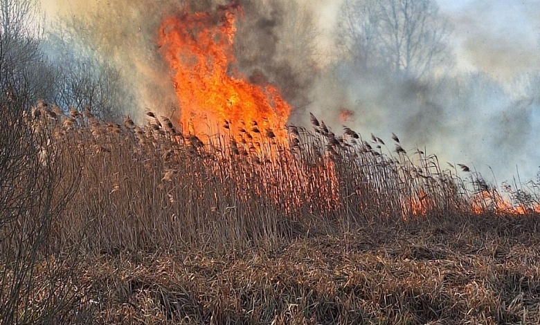 Лесной пожар потушили в Столинском районе