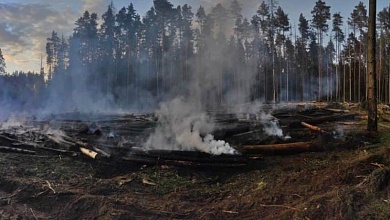 Ущерб 168 тыс. рублей! Из-за брошенной сигареты горел лес. Подозреваемый - помощник вальщика 