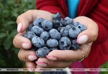 Голубика: как получить большой урожай? // Правильная кислотность почвы! Что ещё важно знать? (видео)