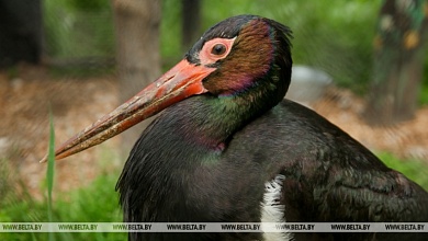 Черный аист выбран в Беларуси птицей года - 2026