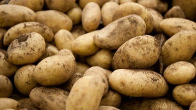 Минэкономики прокомментировало цены на картофель и дало прогноз по инфляции