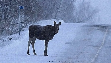 В 2025 году в Лунинецком районе случилось 83 ДТП с участием диких животных