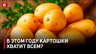 Белорусы будут с картошкой? В Беларуси стартовал сезон картофеля