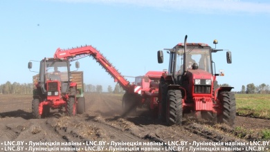 Почти 39 тысяч тонн картофеля накопано в Лунинецком районе на 10 октября
