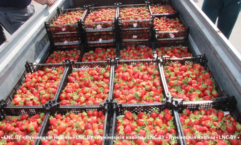 Клубники меньше, цена – выше! | Идет торг | Лунинецкий район