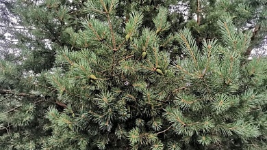 Что следует знать при посещении лесов?