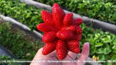 Вот это клубника! Читатели делятся необычными экземплярами своего урожая ягоды