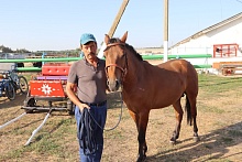 Что за коней подарили Лукашенко в Лунинецком районе? 