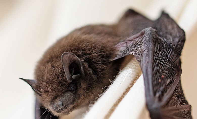 Ученый о случае с летучими мышами в Бресте: Спасти, нельзя выбросить!