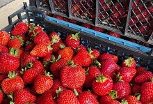 Клубника заканчивается, голубика – начинается. Какая цена в Лунинецком районе?