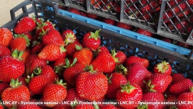 Клубника заканчивается, голубика – начинается. Какая цена в Лунинецком районе?